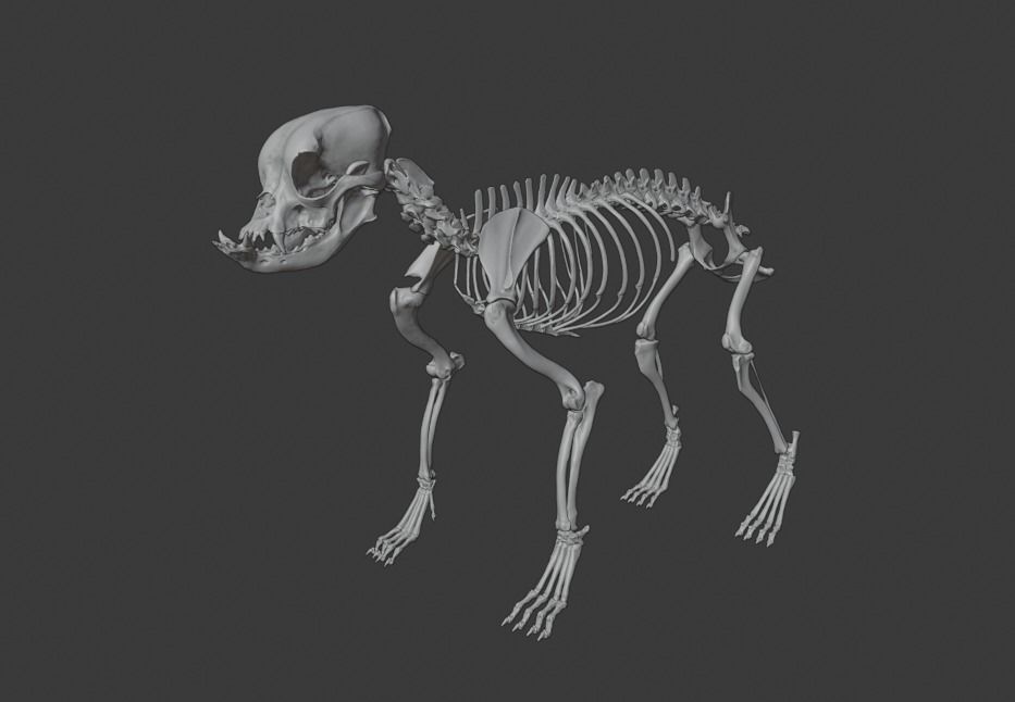 english bulldog skeleton dog science anatomy 3dprint 3d bones animals skull animal anatomical hound body skeletal biology 3D print model - Mito3D