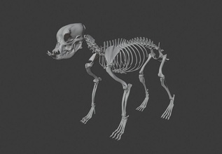 english bulldog skeleton dog science anatomy 3dprint 3d bones animals skull animal anatomical hound body skeletal biology 3d print model - Mito3D