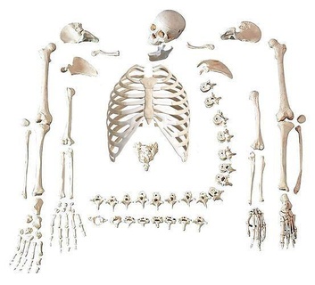 esqueleto hueso por - bone skeleton skull human anatomy man body medical cranium anatomical skeletal system head jaw science biology 3d print model - Mito3D