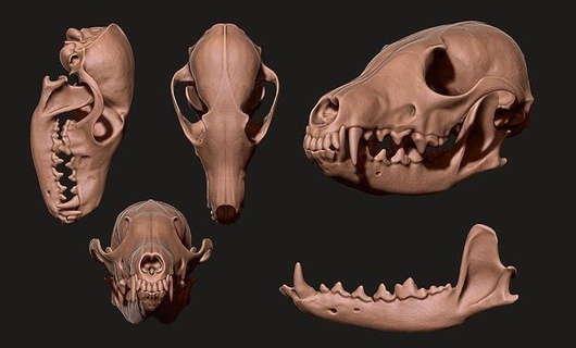 européen renard crâne vulpes cnc os bijoux bois tête anatomie squelette morte mort animal science métal miniatures biologie imprimable or matrice figurines 3d print model - Mito3D
