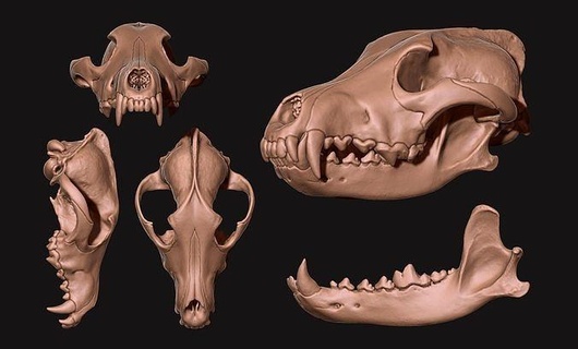 lobo cráneo perro lupus cnc hueso cuernos joyería cabeza anatomía esqueleto muerto muerte animal ciencias metal miniaturas biología oro matriz plata colgantes figuritas 3d print model - Mito3D