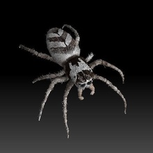 europeu zebra pulando aranha Ciência biologia 3d print model - Mito3D