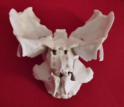 viso parziale scheletro umano anatomia cranio osso scienza biologia testa corpo medicinale donna uomo ingegneria mano casa tavolo sedia ufficio 3d print model - Mito3D
