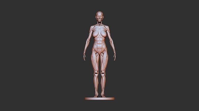kadın anatomi 3d yazdır güzellik moda kas omur kemik iskelet vücut biyoloji omurga insan bilim göğüs kafesi hayvan uyluk servikal sistemi 3D print model - Mito3D