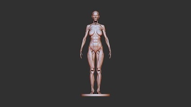 hembra anatomía 3d impresión belleza moda músculo vértebra hueso esquelético cuerpo biología columna vertebral humano esqueleto ciencias caja torácica animal fémur cervical sistema 3d print model - Mito3D