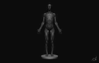 female anatomy figure body people ecorshe ecorche muscles bones anatomical woman human 3dprint model zbrush realistic high details science biology character 3d print model - Mito3D