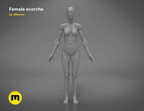 hembra ecorche 3d impresión modelo músculo cuerpo figura imprimible humano enganchar detallado músculos obra arte real humanoide ciencias biología 3d print model - Mito3D