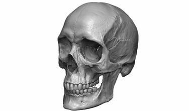 female human skull- realistic 3d print model- 3 versions set skull bone anatomy jaw teeth woman skeleton sculpt head zbrush science medical 3dprint biology mandible 3d print model - Mito3D