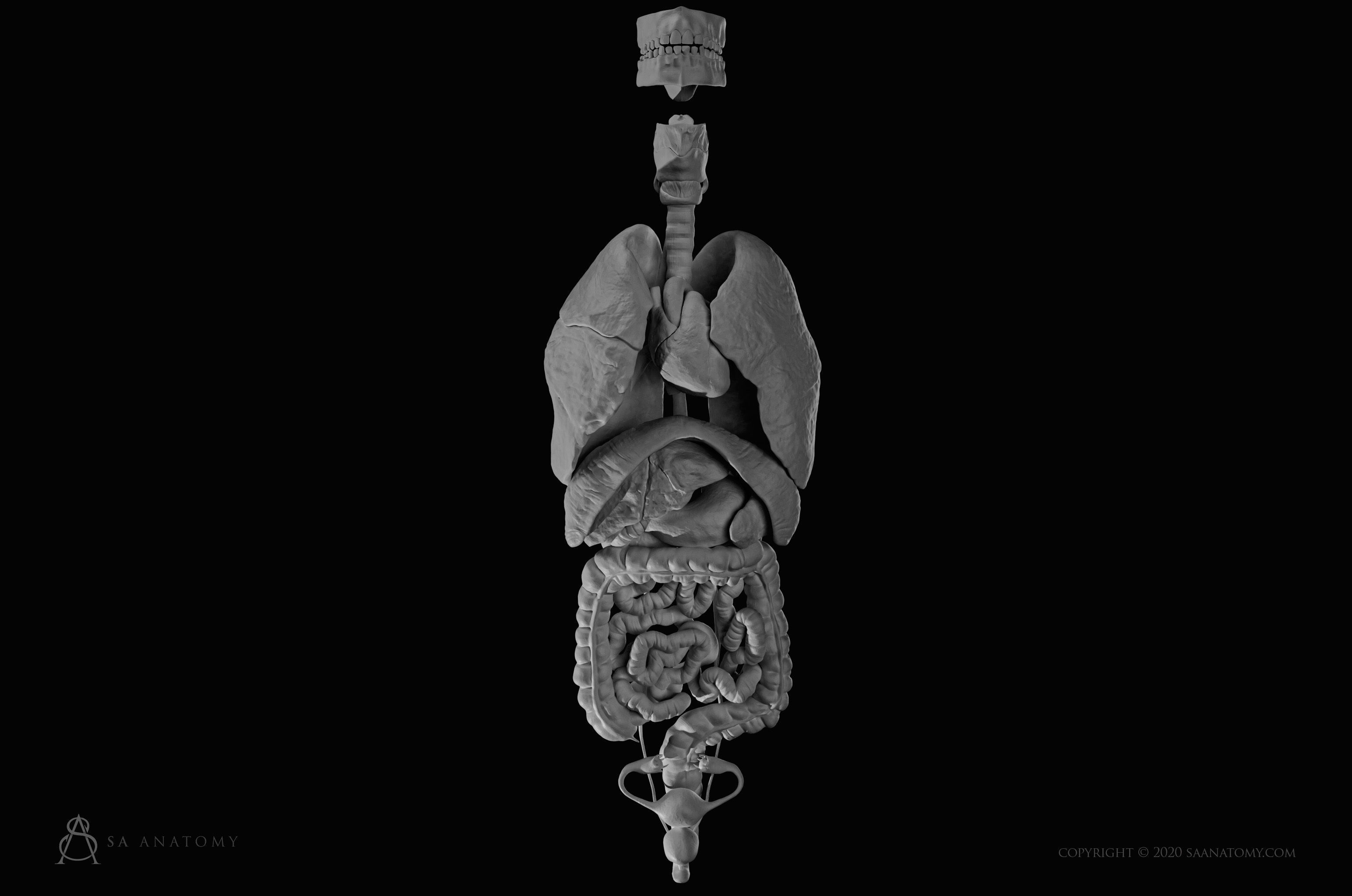 femelle interne organes femme sculpture art anatomie respiratoire système digestif reproducteur urinaire fille foie intestin humain cœur estomac science biologie 3D print model - Mito3D