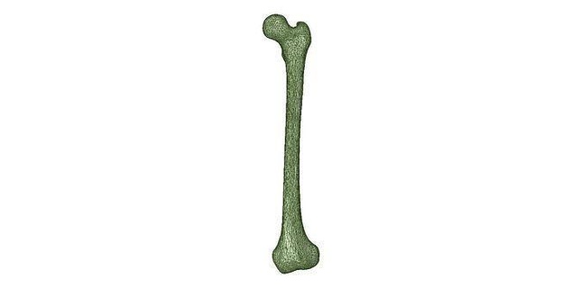 femore 3d modello corticale spugnoso osso ctscan femur3dmodel femursolidmodel scheletrico umano anatomia scheletro scienza biologia 3d print model - Mito3D