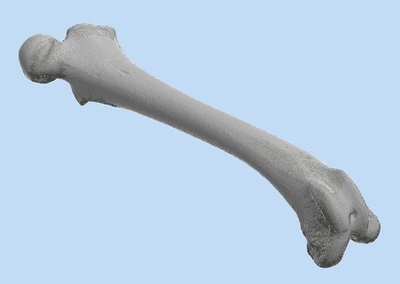 fêmur cão 10 osso 3d impressão veterinário esqueleto Ciência biologia 3d print model - Mito3D