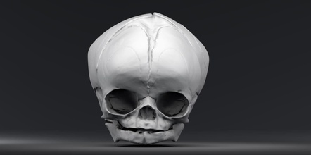 fetal skull fetus weeks primary baby human bones anatomy medical nursing educational realistic accurate science biology 3d print model - Mito3D