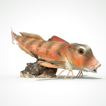 peixe 3d imprimível aquático natureza criatura mar oceano ciência biologia 3d print model - Mito3D