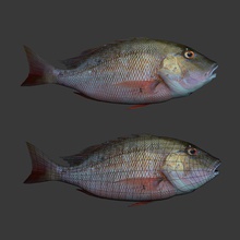 pesci snapper pesce mare animali acqua animale arte 3d print model - Mito3D
