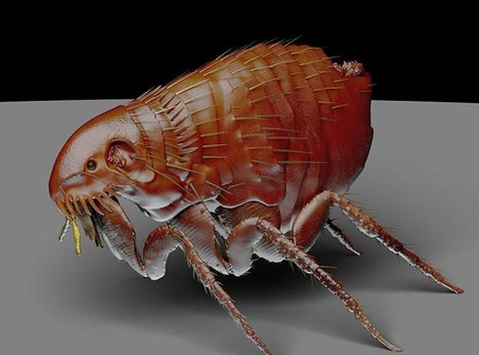 Pulce 1 insetto animali bug patologia parassita entomologia carattere animale arte scienza biologia 3d print model - Mito3D