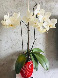 fiore pentola design decorare ceramica Casa arredamento ciotola fiori giardinaggio nosupports casalinghi cespuglio galleria stoviglie piatto pittura 3d print model - Mito3D