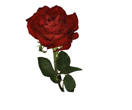 de la flor art rosa rojo stl scann3d escanear amor planta flores exploraciones las réplicas 3d print model - Mito3D