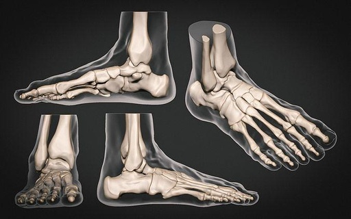 pé anatomia esqueleto atualizar personagem humano fêmea pés zbrush 3dprint homem mulher arte referência ferramenta imprimível esculturas 3d print model - Mito3D