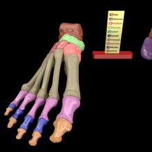 foot seperated bones colour coded labels science bone skeleton foot anatomy gross medical human science phalanges tarsals alus ankle talus biology
