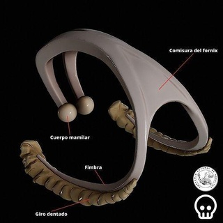 fornix anatomie biologie santé illustration médical médicament éducation science anatomique corps pièces biomédical visualisation 3d print model - Mito3D