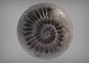 fossile serie spirale artchallenge conchiglia scultura 3dprint arredamento oceano arte sculture 3d print model - Mito3D