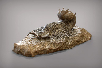 fossil series - trilobyte artchallenge sculpture paperweight ornament decor art sculptures 3d print model - Mito3D