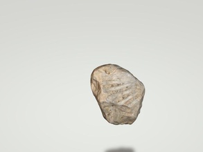fossil nature stone rock forest 3dfossil fosil 3dscanfossil photogrammetry science 3d print model - Mito3D