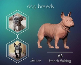 Französisch Bulldogge Modell Skulptur Statue Kunst Skulpturen Hund Tier Hündchen 3d print model - Mito3D