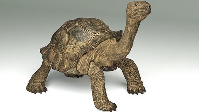 giant tortoise - reptile shell nature turtule art sculptures 3d print model - Mito3D