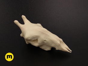 girafe crâne os nature safari animal squelette dents motard jouets imprimable modèle jeux anatomie cheval zèbre science biologie 3d print model - Mito3D