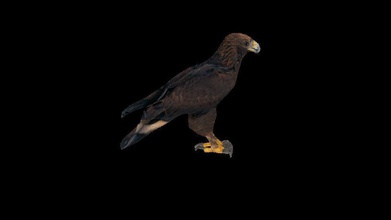 golden eagle science eagle3d lowpoly gmae art other 3d print model - Mito3D
