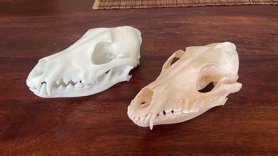dourado chacal 1 Tamanho biologia anatomia corpo Caçando caçador crânio Ciência 3d print model - Mito3D