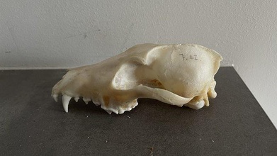 golden jackal animel skull predator hobby diy 3d print model - Mito3D