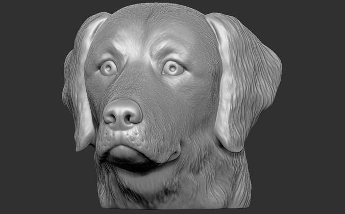 d'oro retriever testa 3d stampa terrier Toro dobermann husky fallimento dane cane animale scultura francese bulldog rottweiler pitbull shih labrador pug bassotto arte sculture 3D print model - Mito3D