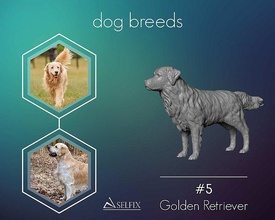 altın av köpeği model 3d yazdır heykel sanat heykeller köpek hayvan yavrusu 3d print model - Mito3D