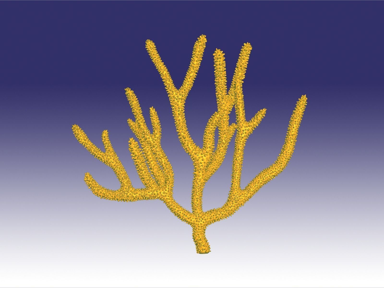 gorgonie corallo natura sott'acqua acqua pianta mare oceano barriera corallina sottomarino animale pesce acquario acquari arte 3D print model - Mito3D