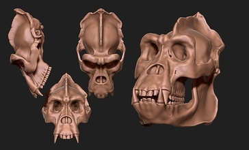 gorilla skull - cnc bone jewerly head anatomy skeleton dead death animal science metal miniatures biology figurines 3d print model - Mito3D