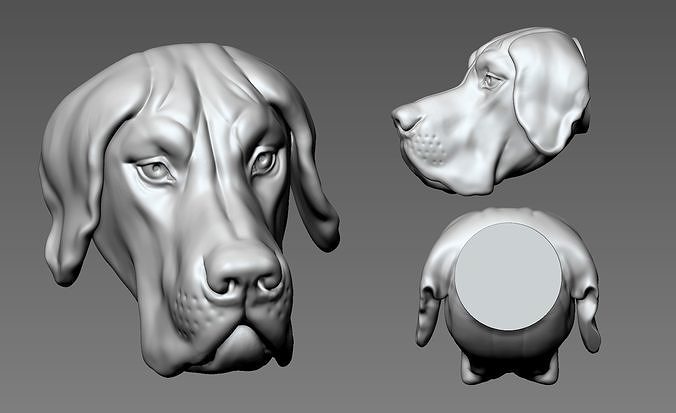 mille dollari dane testa cane canino mammifero cani cucciolo animale domestico animali domestici alto poli grande realistico Stampa miniature figurine arte sculture 3D print model - Mito3D