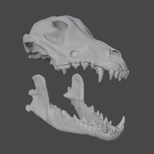 gris loup crâne anatomie mâchoire os lobo canis lupus chien sculpture escultura zbrush imprimé 3dprintable sculptures tête art 3d print model - Mito3D