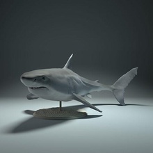 great white shark animal creature marine fish ocean companion aquarium realistic sculpture figure figurine miniature diorama toy art sculptures 3d print model - Mito3D