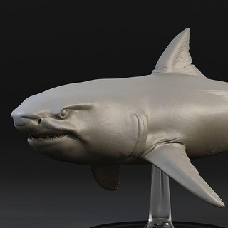 grande bianca squalo animale selvaggio fauna selvatica natura sott'acqua vita marina pesce mare oceano predatore nuotare arte sculture stampabile Stampa 3d print model - Mito3D