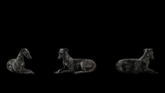 greyhound dog ready 3d printing animal 3dprinting dogsitting dogsculpture sculpture art sculptures 3d print model - Mito3D
