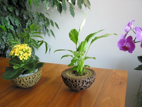guardianes of galaxia planta maceta flor blumen flores plantador plantas estilo adornos decoración diseño arte hogar casa regalo accessoire accesorios 3d 3d print model - Mito3D