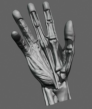 mão anatomia modelo humano músculo osso esqueleto dedo escultura ciência biologia corpo médico pulso raio ulna metacarpo 3d print model - Mito3D