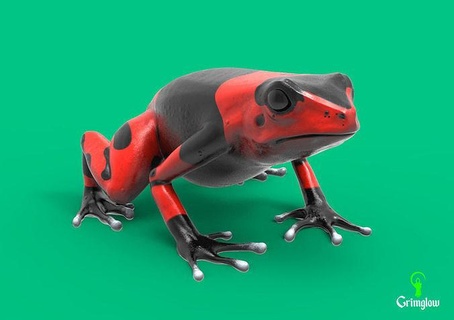 harlequin frog animal animals toad nature amphibian art wildlife jungle tropical green creature amazon poison froggy forest miniatures sculptures 3d print model - Mito3D