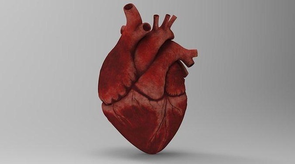 Herz realistisch Einzelheiten Anatomie detailliert Gold Anhänger Geschichte Herausforderung innere kardiovaskulär System Körper Charakter Kunst Skulpturen 3d print model - Mito3D