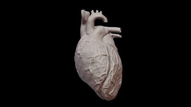 kalp heykel anıt indir heykelcik yazıcı sahne minyatür Yazdır minyatürler figürinler Sanat heykeller anatomi organ 3d modelleme oyunlar oyuncaklar oyun Aksesuarlar 3d print model - Mito3D