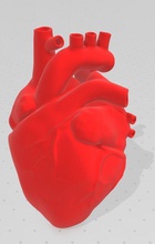 cuore anatomico uomo corpo umano cardiovascolare passatempo fai 3d print model - Mito3D