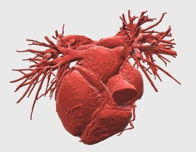heart science 3dprintingheart realheart medical mri biology 3d print model - Mito3D