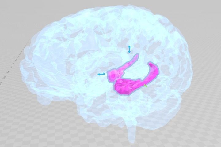 hippocampus of gehirn zerebral anatomie medizinisch wissenschaft biologie 3D print model - Mito3D